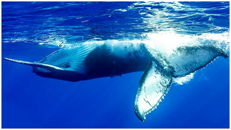 Observation des baleines